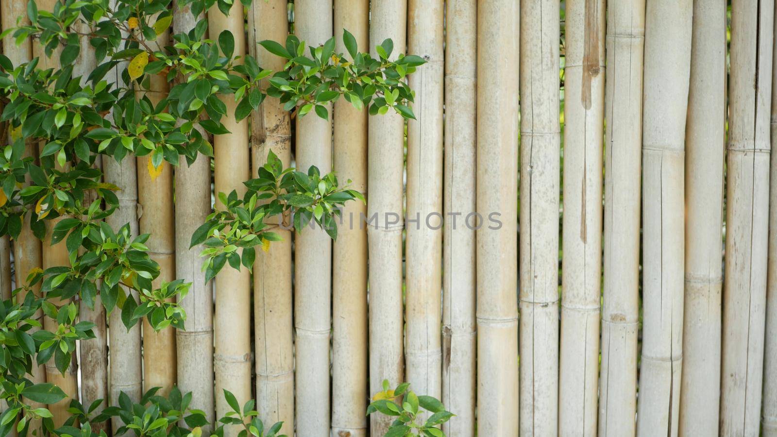 Bamboo fence surrounded by lush vegetation. Durable bamboo fence and bright green bushes in Thailand. Natural background. Juicy exotic tropical leaves texture backdrop with copyspace