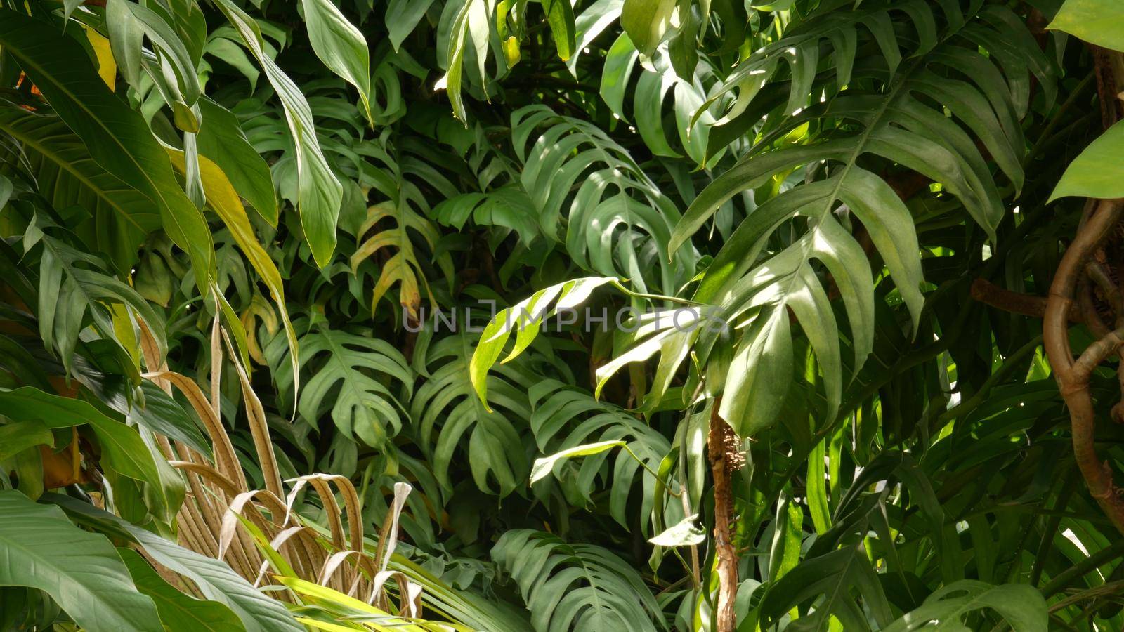 Juicy exotic tropical monstera leaves texture backdrop, copyspace. Lush foliage, greenery in paradise garden. Abstract natural dark green jungle vegetation background pattern, wild summer rain forest