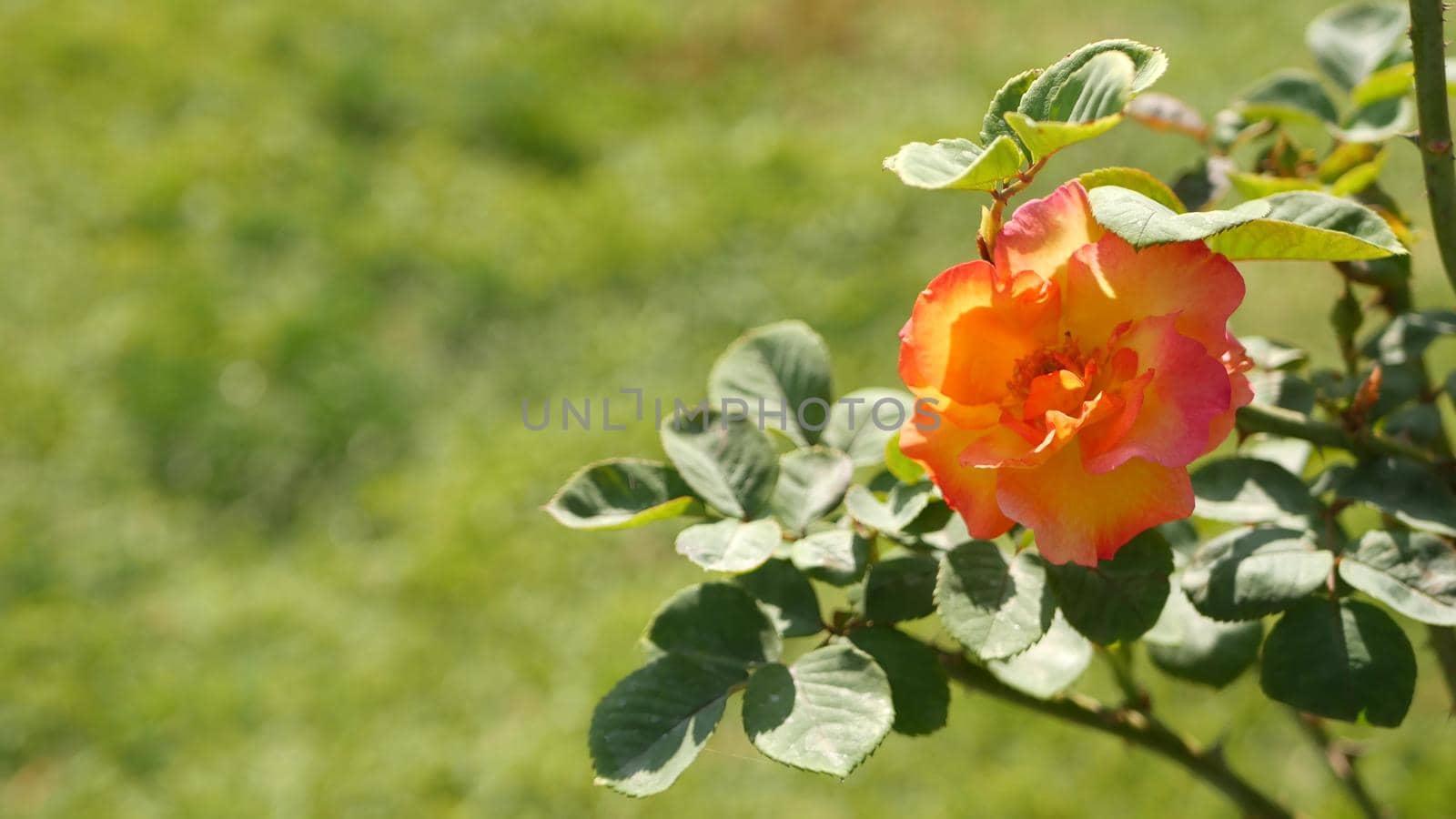 English roses garden. Rosarium Floral background. Tender flowers Blooming, honey bee collects pollen. Close-up of rosary flower bed. Flowering bush, selective focus with insects and delicate petals