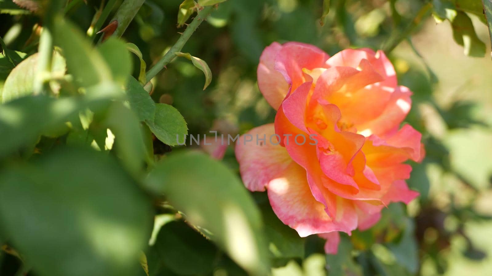 English roses garden. Rosarium Floral background. Tender flowers Blooming, honey bee collects pollen. Close-up of rosary flower bed. Flowering bush, selective focus with insects and delicate petals