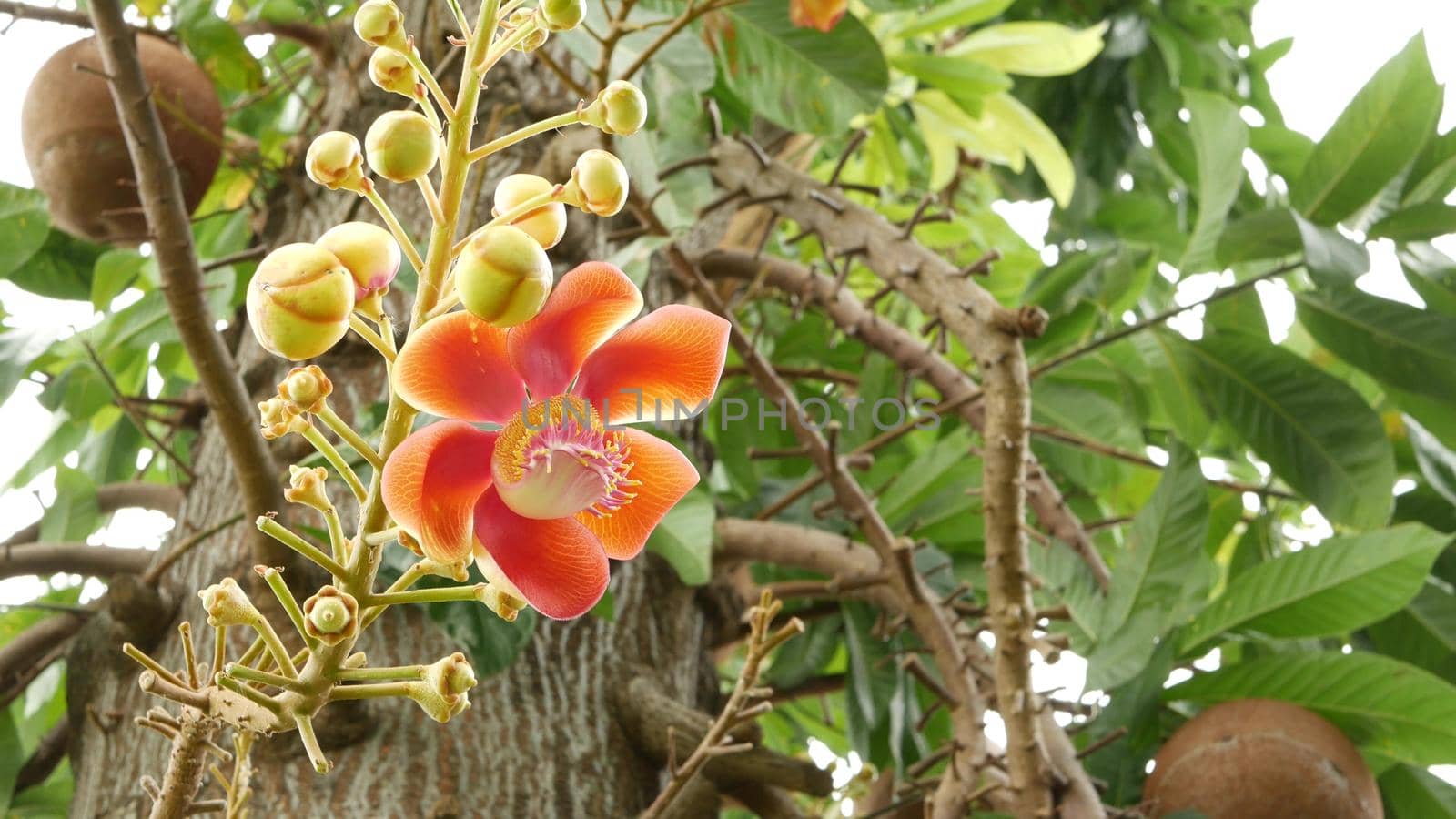 Exotic flowers and tree. Dangerous large powerful green tropical tree cannonball salalanga blooming beautiful orange pink tender flowers. Natural tropical exotic background.