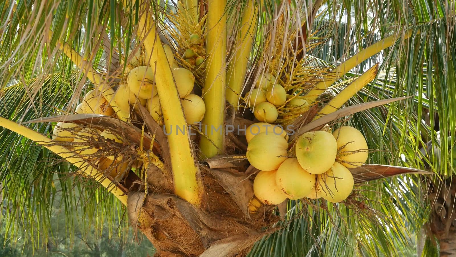 Close-up of exotic yellow unripe young fresh coconuts growing on green palm among leaves on sunny day. Natural texture. Tropical symbol, summer evergreen plant. Healthy organic vegetarian food