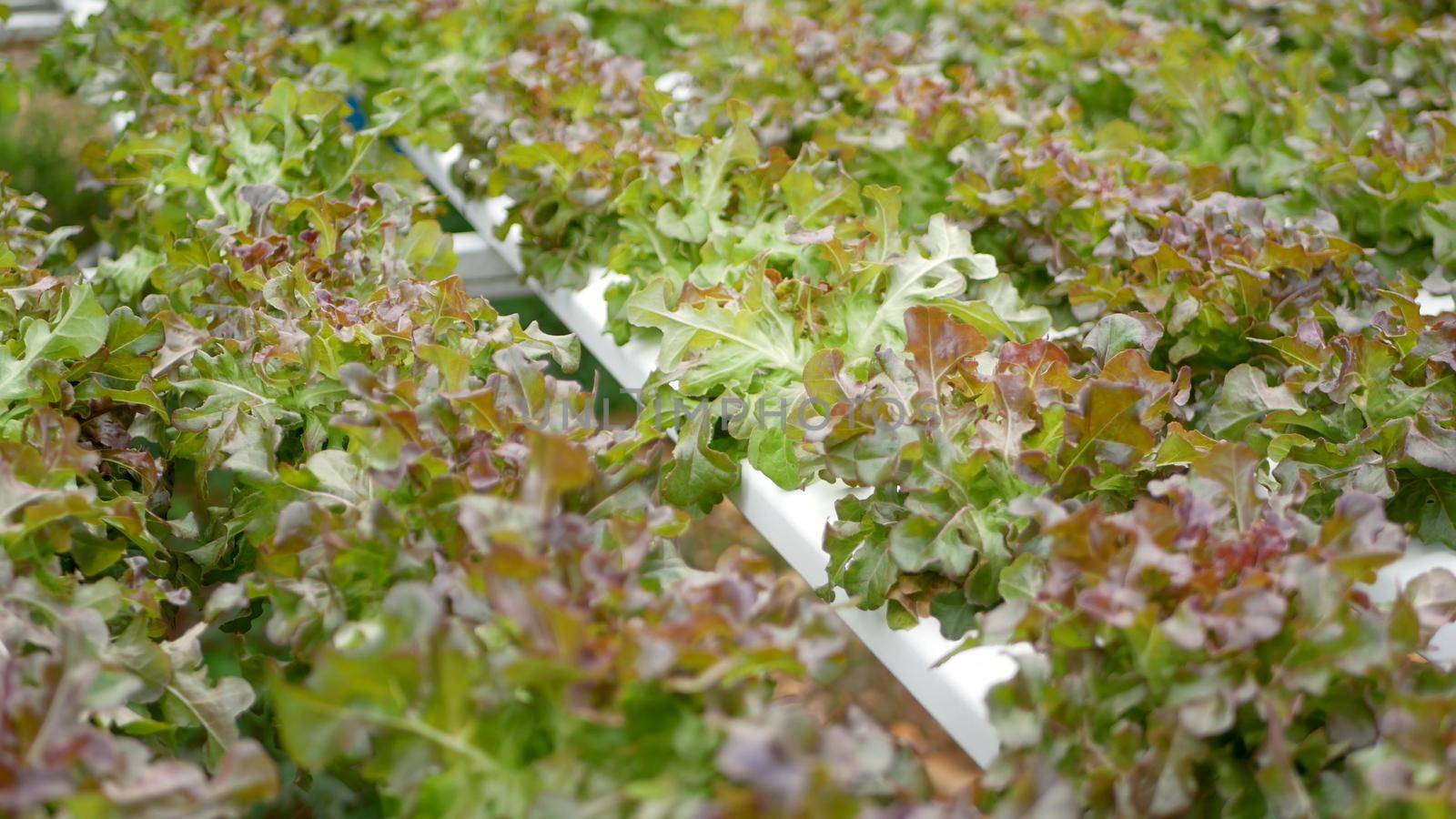 Rows of fresh juicy plants growing on modern ecological hydroponic farm, garden beds. Concept of healthy, eco friendly balanced diet rich in vitamins. Agricultural technologies, go green innovations