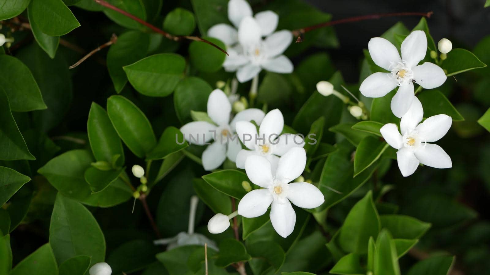 Blurred close up macro of colorful tropical flower in spring garden with tender petals among sunny lush foliage. Abstract natural exotic background with copy space. Floral blossom and leaves pattern