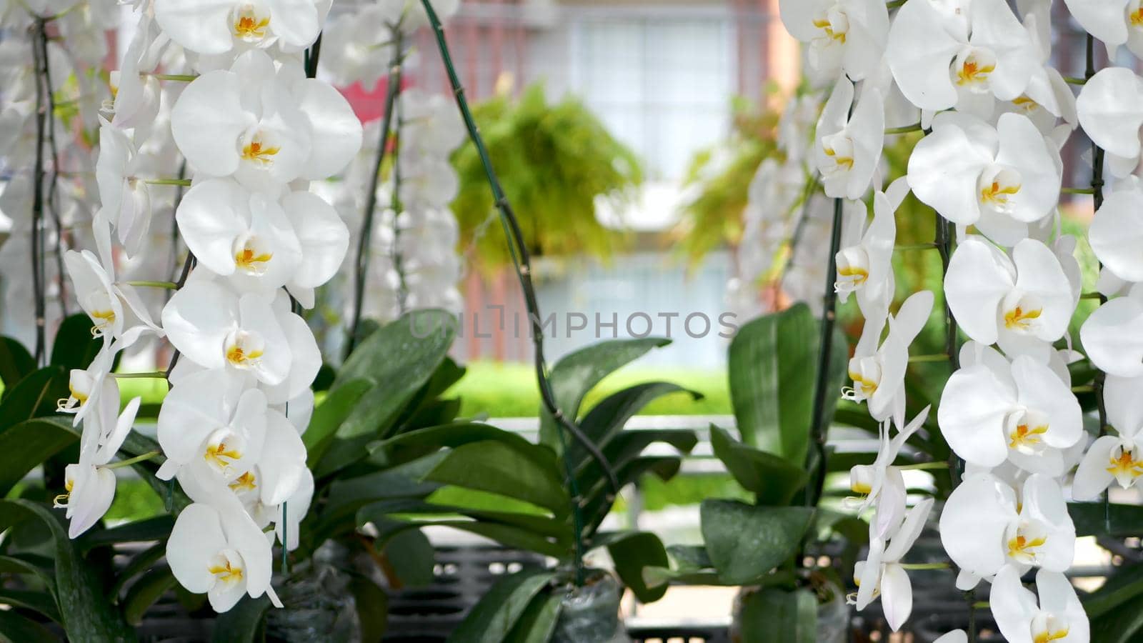 Delicate white elegant orchid flowers with yellow centers in sunlight. Close up macro of tropical petals in spring garden. Abstract natural exotic background with copy space. Floral blossom pattern