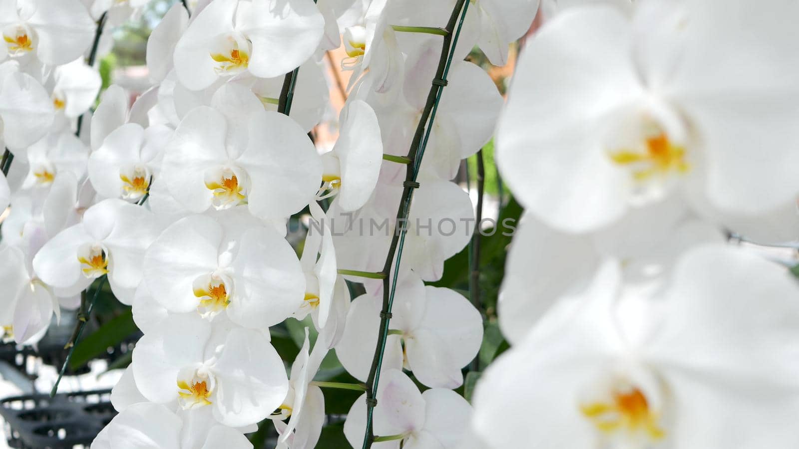 Delicate white elegant orchid flowers with yellow centers in sunlight. Close up macro of tropical petals in spring garden. Abstract natural exotic background with copy space. Floral blossom pattern