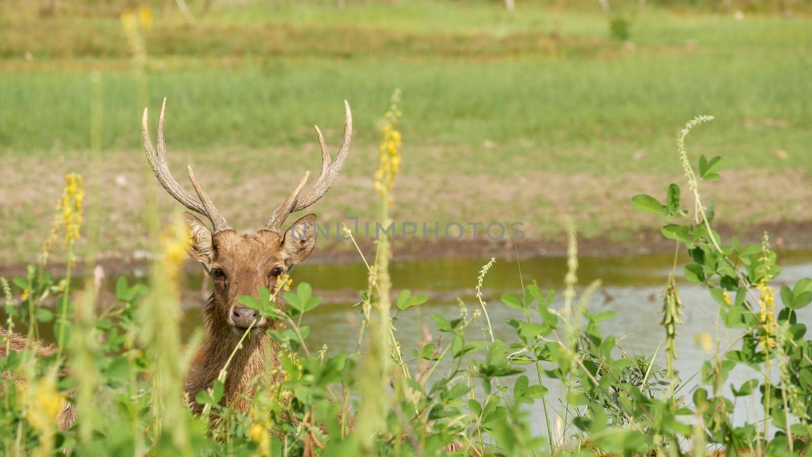 Young strong graceful deer, green pasture with green juicy grass. Spring meadow with cute animals. Livestock field in tropical Asia. Natural lagndaschaft with group of fawns. Environment conservation.