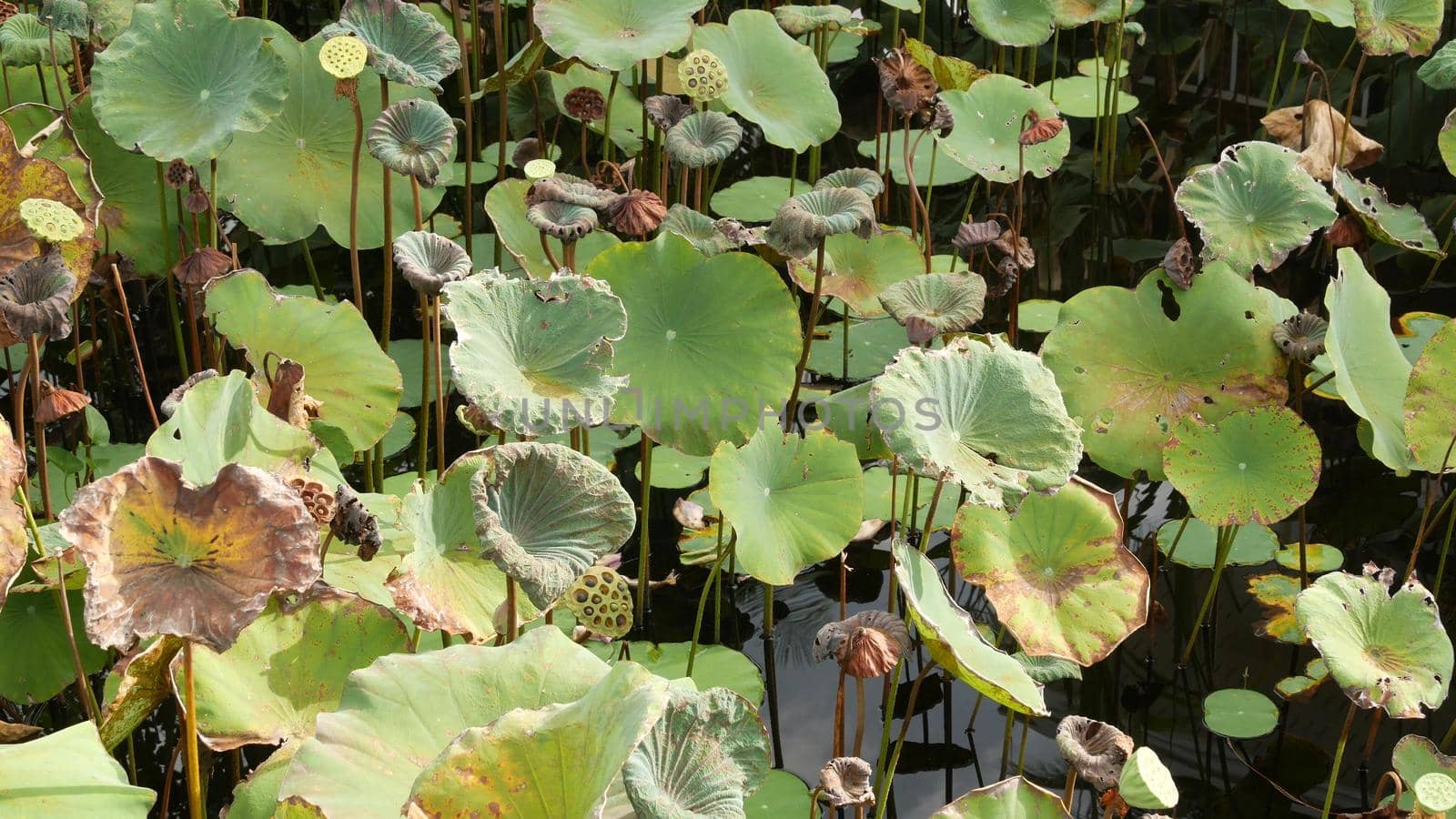 From above green yellow lotus leaves on tall stem and seeds in gloomy water. Lake, pond or swamp. Buddist symbol. Exotic tropical leaves texture. Abstract natural dark vegetation background pattern