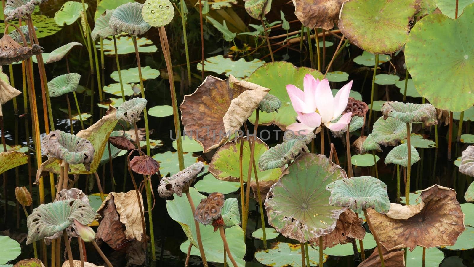 From above green yellow lotus leaves on tall stem and seeds in gloomy water. Lake, pond or swamp. Buddist symbol. Exotic tropical leaves texture. Abstract natural dark vegetation background pattern