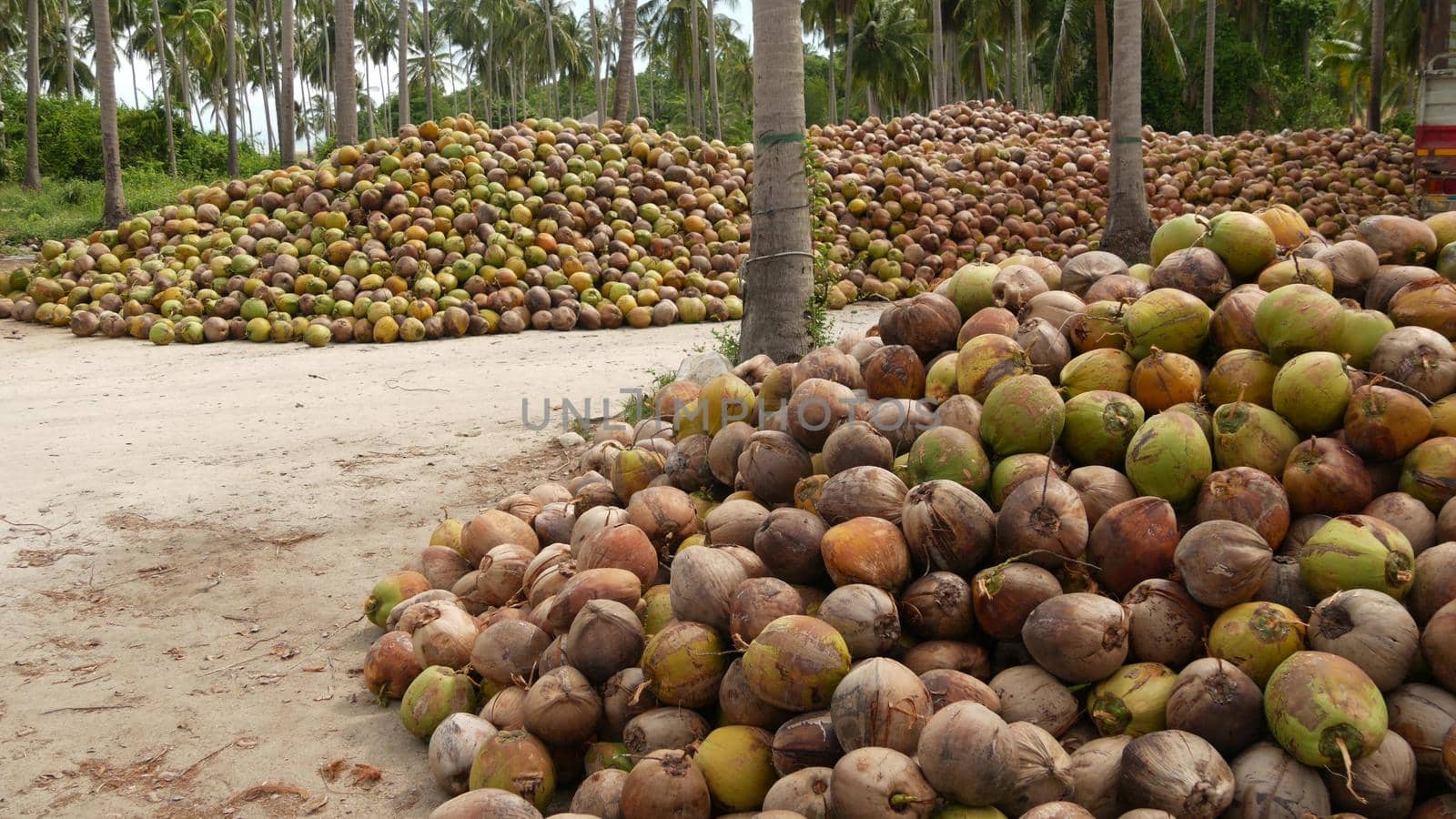 Coconut farm with big coconut ready for production. Large piles of ripe sorted coconuts for production of oil and pulp on coconut farm in Samui Thailand.