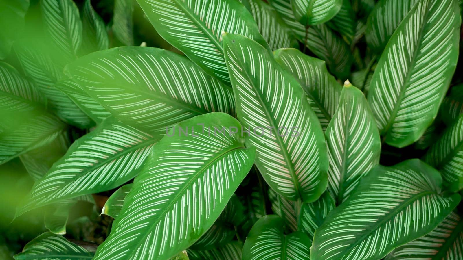 Bright juicy exotic tropical greenery in jungle. Selective focus natural organic background, unusual plant foliage. Calm relaxing wild paradise rainforest abstract fresh leaves texture, bokeh. by DogoraSun