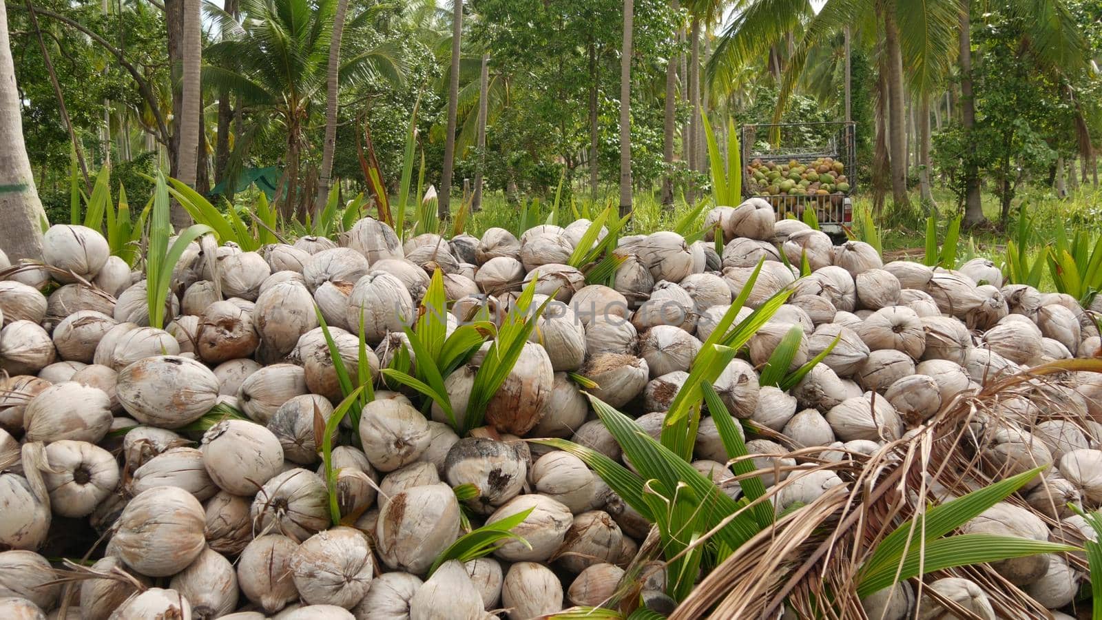 Coconut farm with big coconut ready for production. Large piles of ripe sorted coconuts for production of oil and pulp on coconut farm in Samui Thailand.