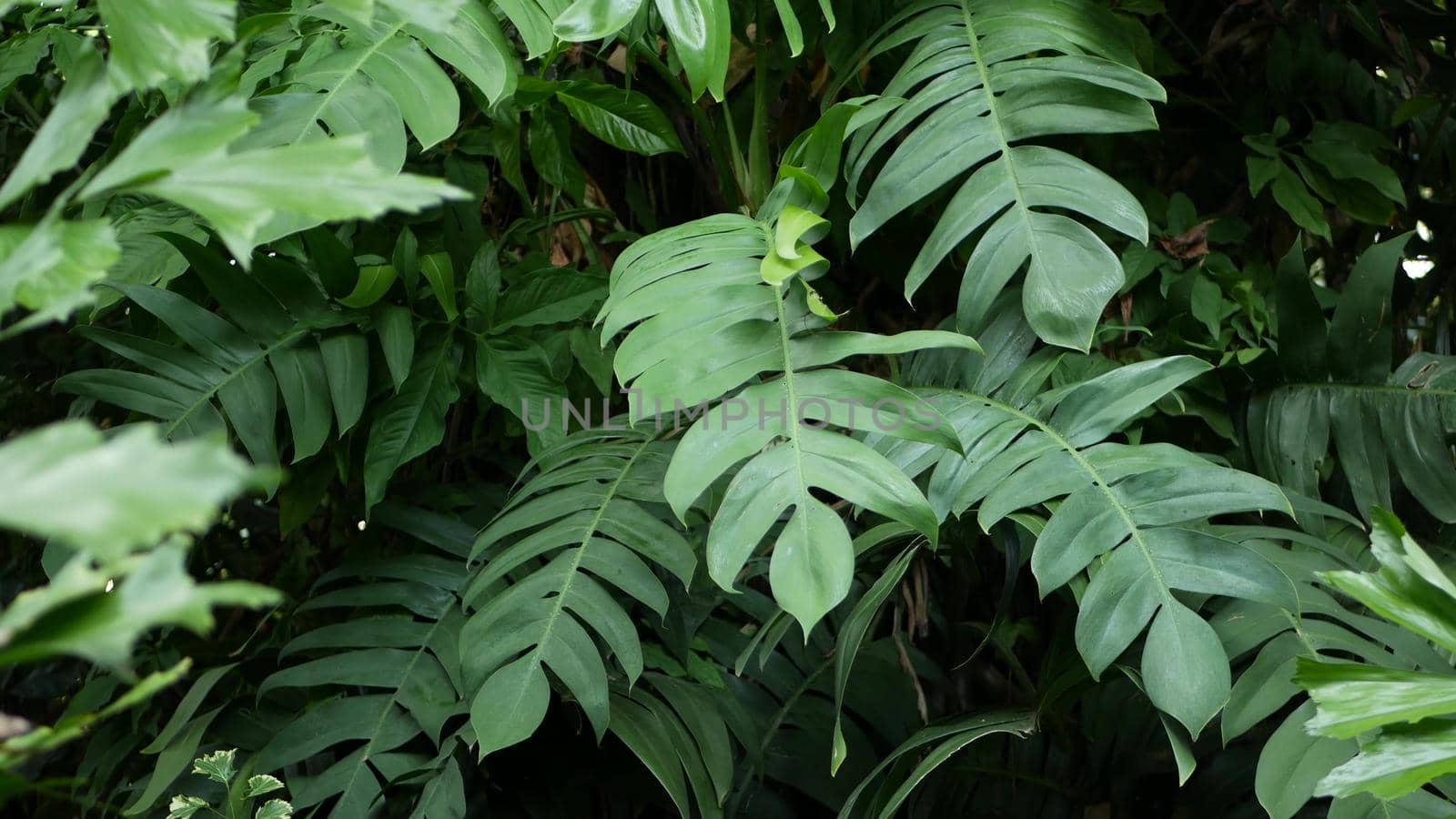 Bright juicy exotic tropical greenery in jungle. Selective focus natural organic background, unusual plant foliage. Calm relaxing wild paradise rainforest abstract fresh leaves texture, bokeh. Ecology