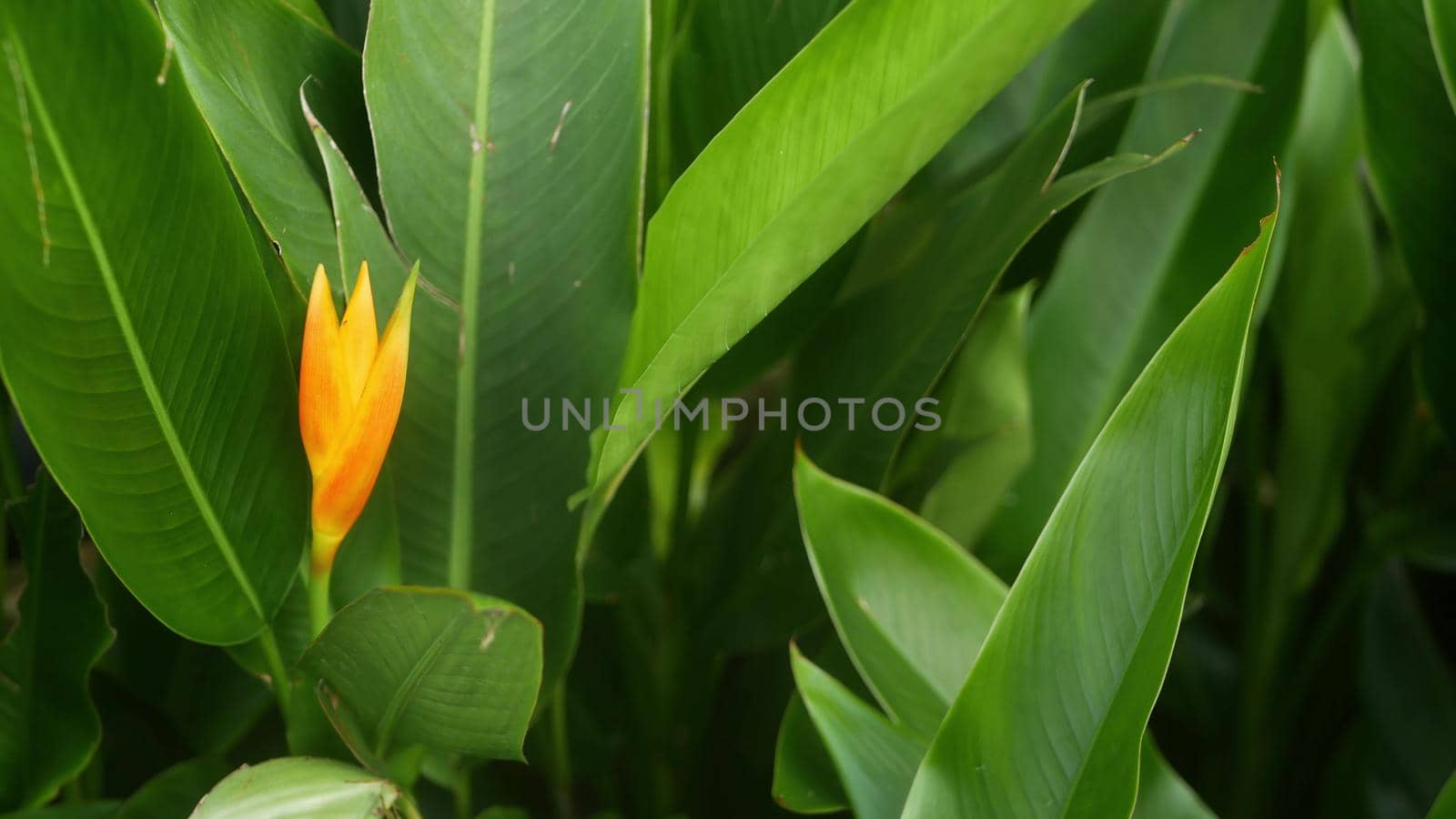 Orange and yellow heliconia, Strelitzia, Bird of Paradise macro close-up, green leaves in background. Paradise tropical exotic flower blooming in rainforest or garden. Soft selective focus, copy space