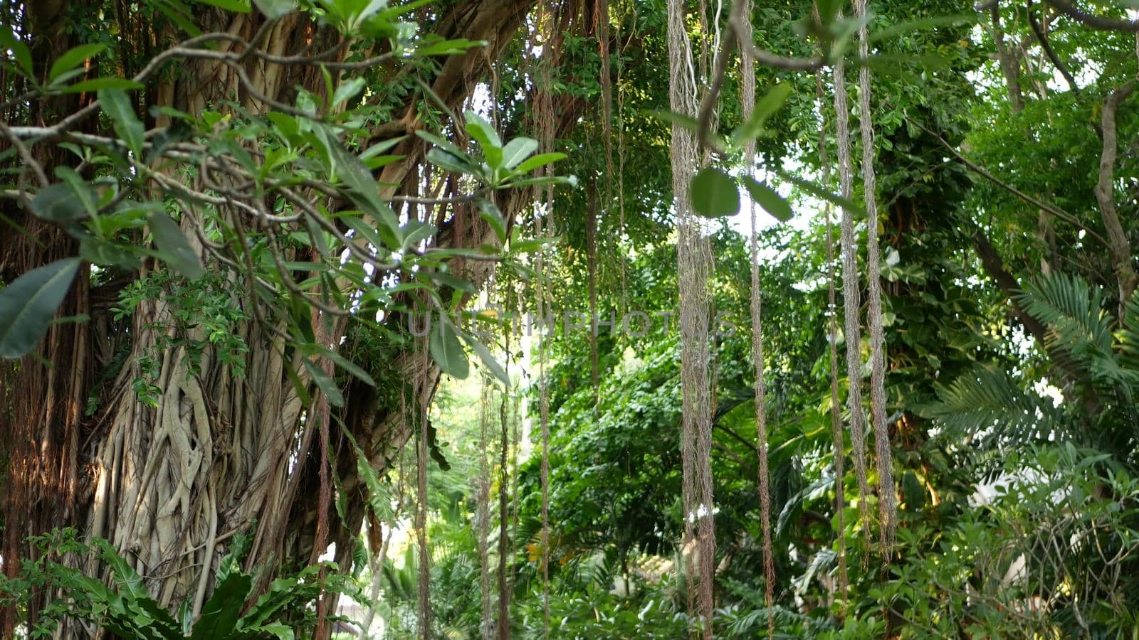 Fern birds nest on banyan. Bright fern birds nest with big green leaves growing up on banyan. Various tropical plants growing in jungle rain forest on sunny day in nature.