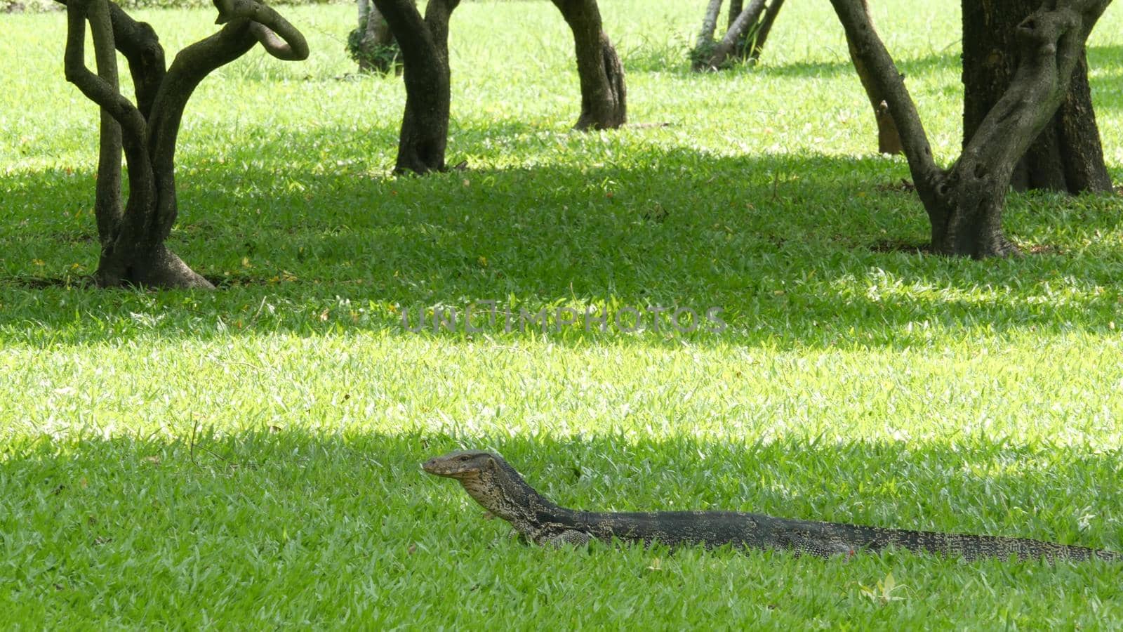 Asian common water monitor large varanid lizard native to Asia. Varanus salvator on the green grass near riverbank, lake or pond. Carnivore Reptile hunting. Wild dragon predator on Bangkok street by DogoraSun