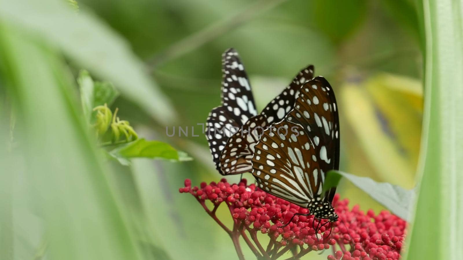 Tropical exotic butterfly in jungle rainforest sitting on green leaves, macro close up. Spring paradise, lush foliage natural background, defocused greenery in the woods. Fresh sunny romantic garden by DogoraSun