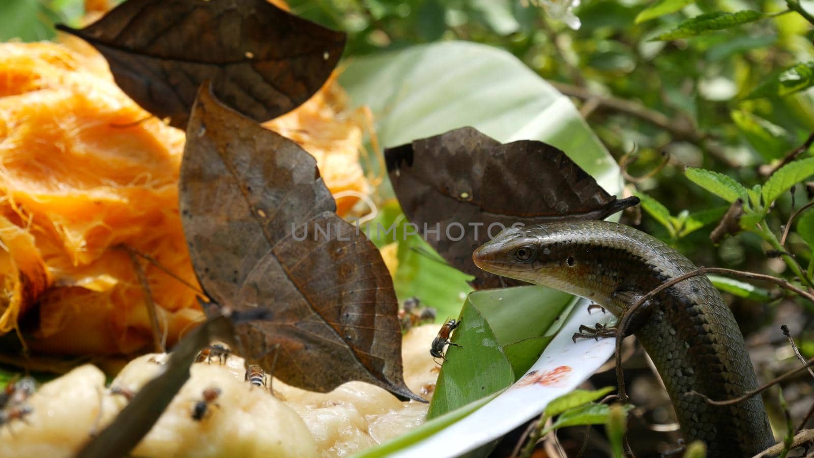 Tropical exotic butterfly in jungle rainforest sitting on green leaves, macro close up. Spring paradise, lush foliage natural background, defocused greenery in the woods. Fresh sunny romantic garden.