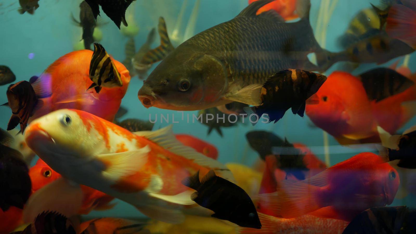 Diversity of tropical fishes in exotic decorative aquarium. Assortment in chatuchak fish market pet shops. Close up of colorful pets displayed on stalls. Variety for sale on counter, trading on bazaar by DogoraSun