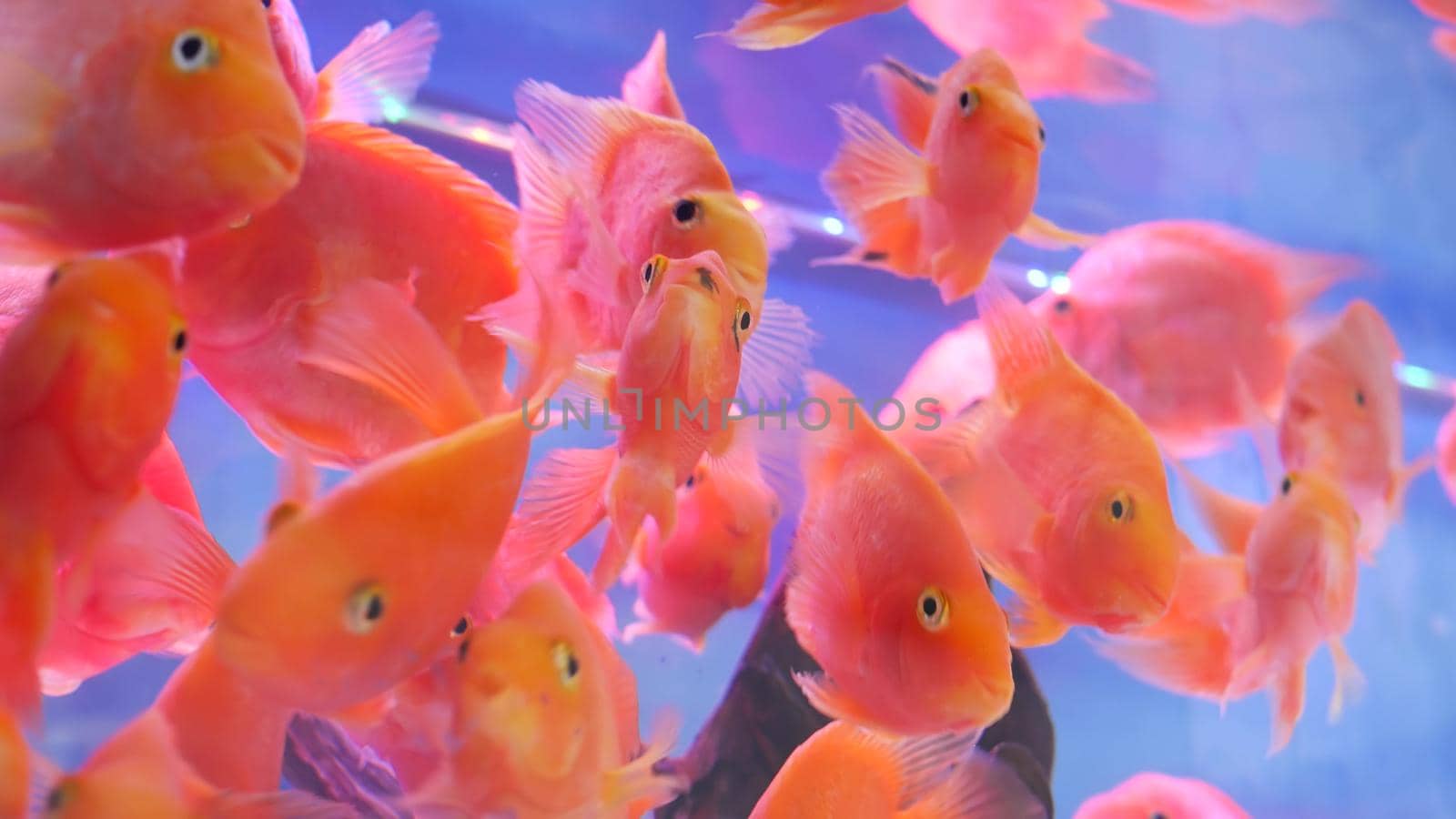 Diversity of tropical fishes in exotic decorative aquarium. Assortment in chatuchak fish market pet shops. Close up of colorful pets displayed on stalls. Variety for sale on counter, trading on bazaar by DogoraSun