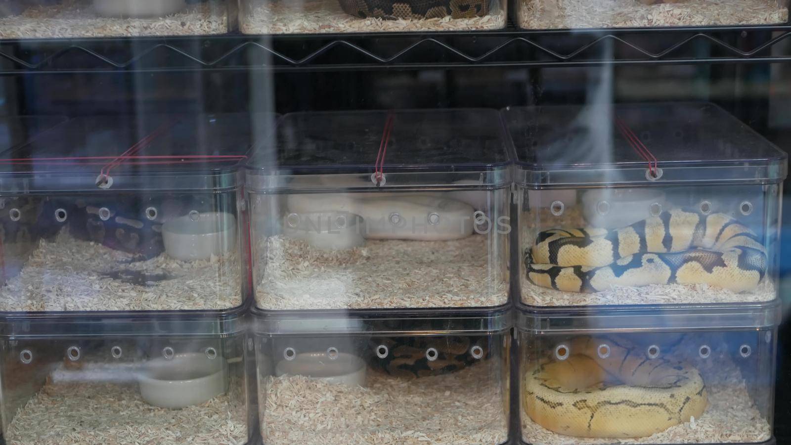 Captive bred snakes for sale. Small plastic boxes with captive bred ball pythons of various morphs placed on stall on Chatuchak Market in Bangkok, Thailand.