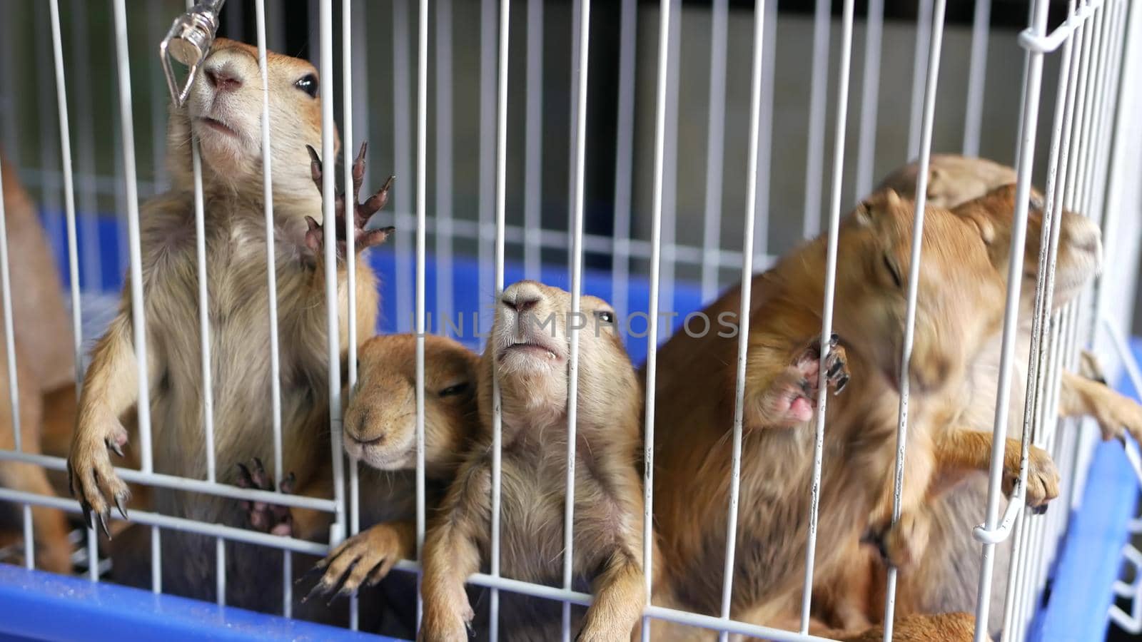 Unhappy cute prairie dog cub suffering, cage on market. Pets for sale. Depressed groundhog asking for food. Funny paws looking for help. Animals standing behind bars. Caged hog family with sad eyes