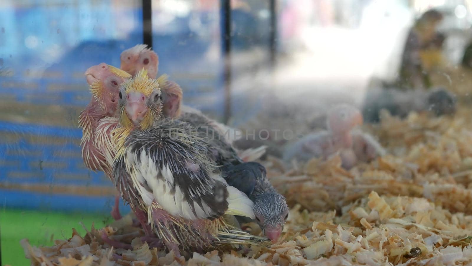 Parrot chicks in cages on pet market. From above birds being kept in small cage on Chatuchak Market in Bangkok, Thailand.
