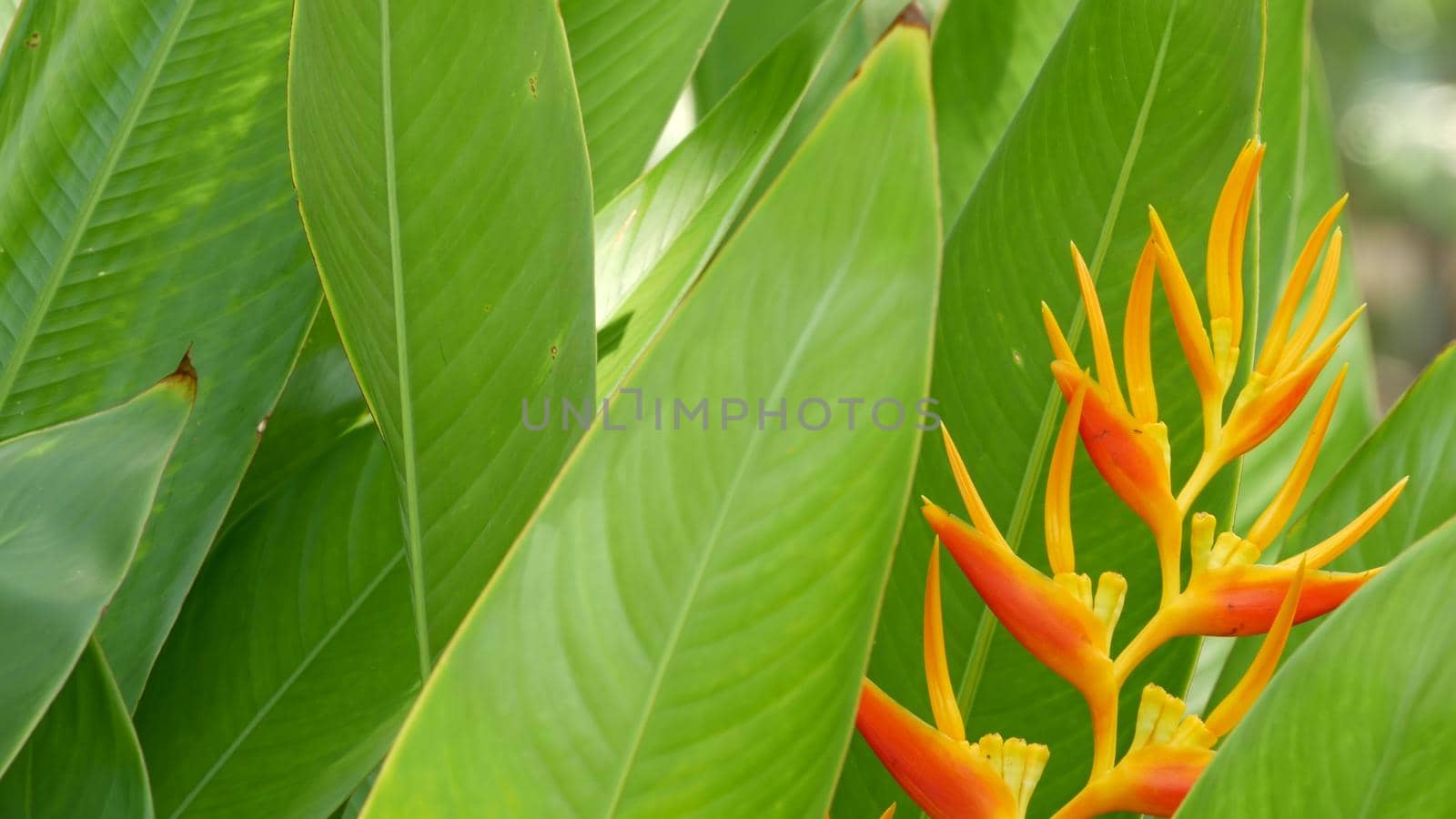 Blurred close up macro of colorful tropical flower in spring garden with tender petals among sunny lush foliage. Abstract natural exotic background with copy space. Floral blossom and leaves pattern.