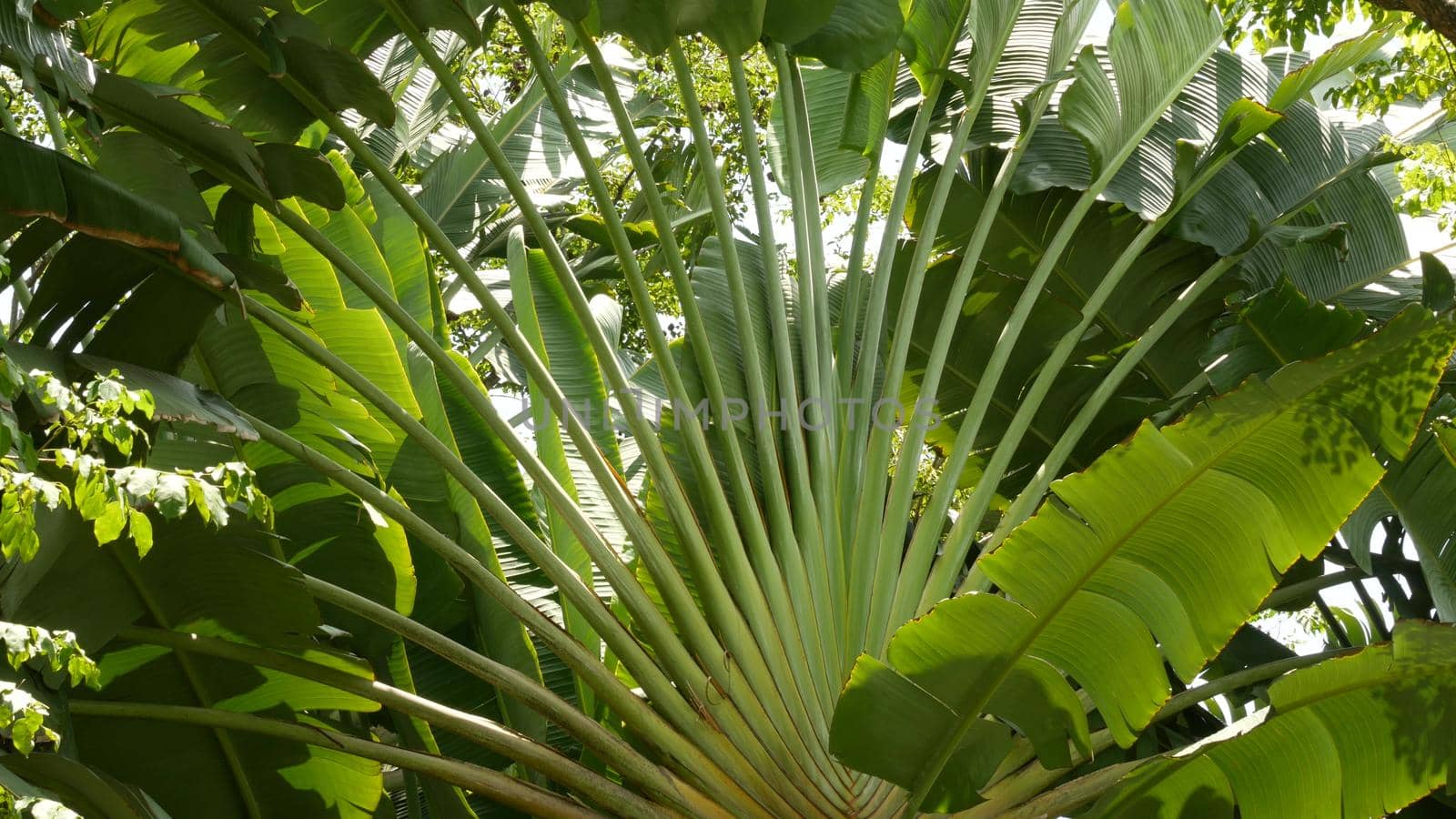 Wild, vivid vegetation of deep misty tropical wood. Jungle landscape. Interior of exotic asia woods. Mossy lianas dangling from the rainforest canopy. Green natural background of subtropical forest