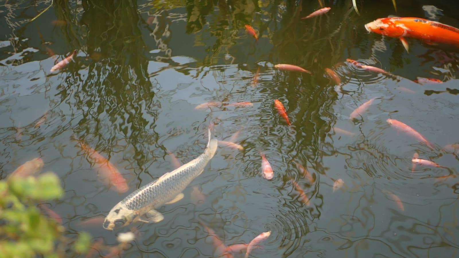 Natural greenery background. Vibrant Colorful Japanese Koi Carp fish swimming in traditional garden lake or pond. Chinese Fancy Carps under water surface. Oriental symbols of fortune and good luck