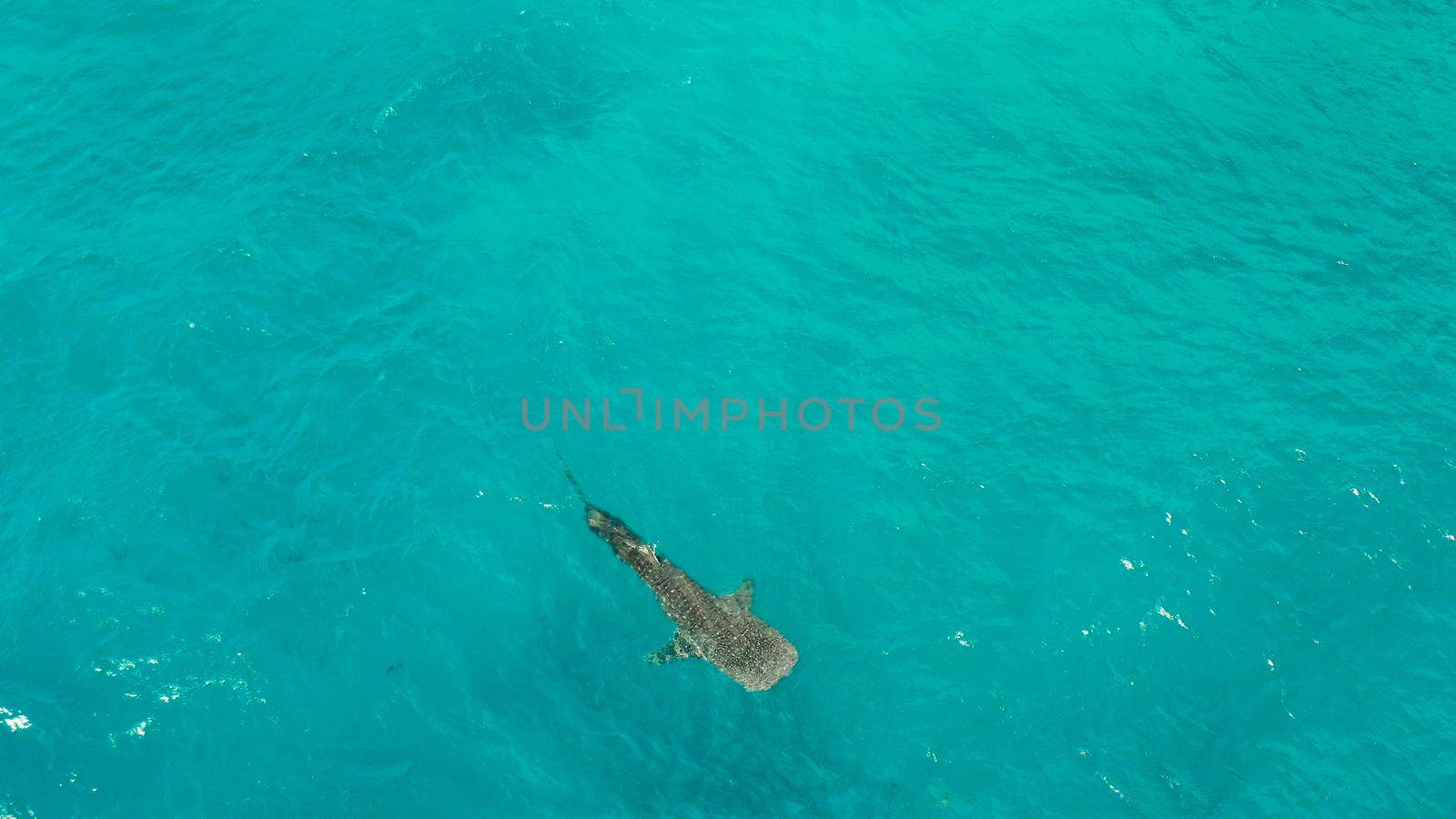 Whale shark in blue water in the open sea from above. Whale shark in the wild wildlife. Philippines,Oslob, Cebu.