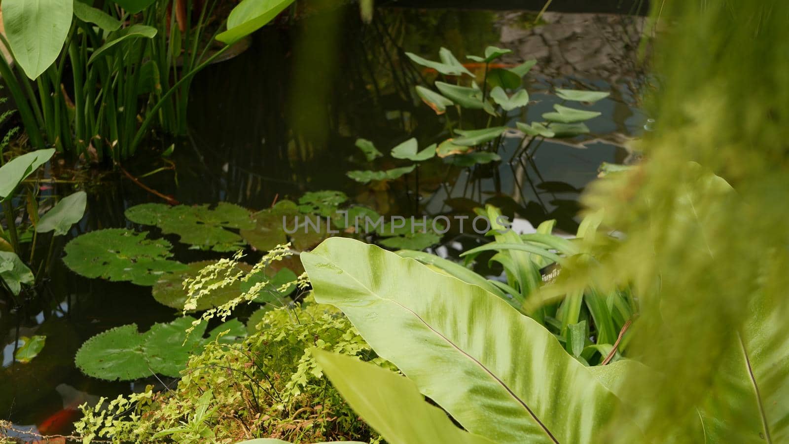 Green plants in tropical pond. Various green exotic plants growing in calm tropical lake or river on sunny day in park.