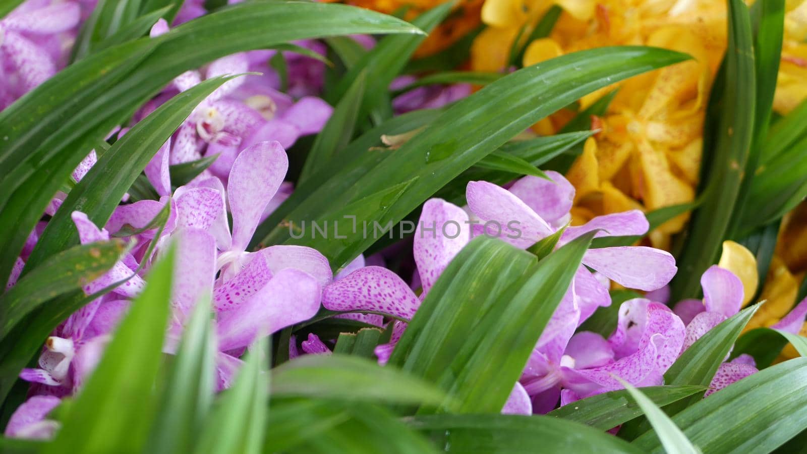 Blurred macro close up, colorful tropical orchid flower in spring garden, tender petals among sunny lush foliage. Abstract natural exotic background with copy space. Floral blossom and leaves pattern by DogoraSun