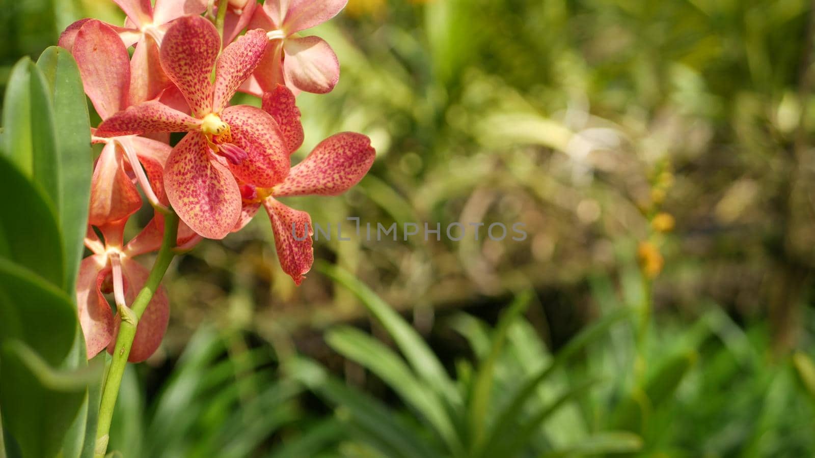 Blurred macro close up, colorful tropical orchid flower in spring garden, tender petals among sunny lush foliage. Abstract natural exotic background with copy space. Floral blossom and leaves pattern by DogoraSun