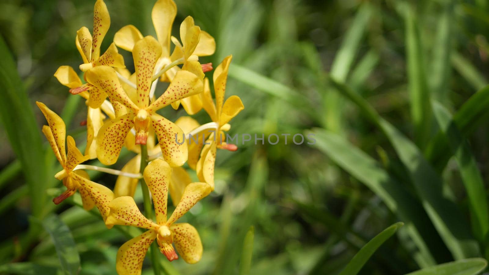 Blurred macro close up, colorful tropical orchid flower in spring garden, tender petals among sunny lush foliage. Abstract natural exotic background with copy space. Floral blossom and leaves pattern.