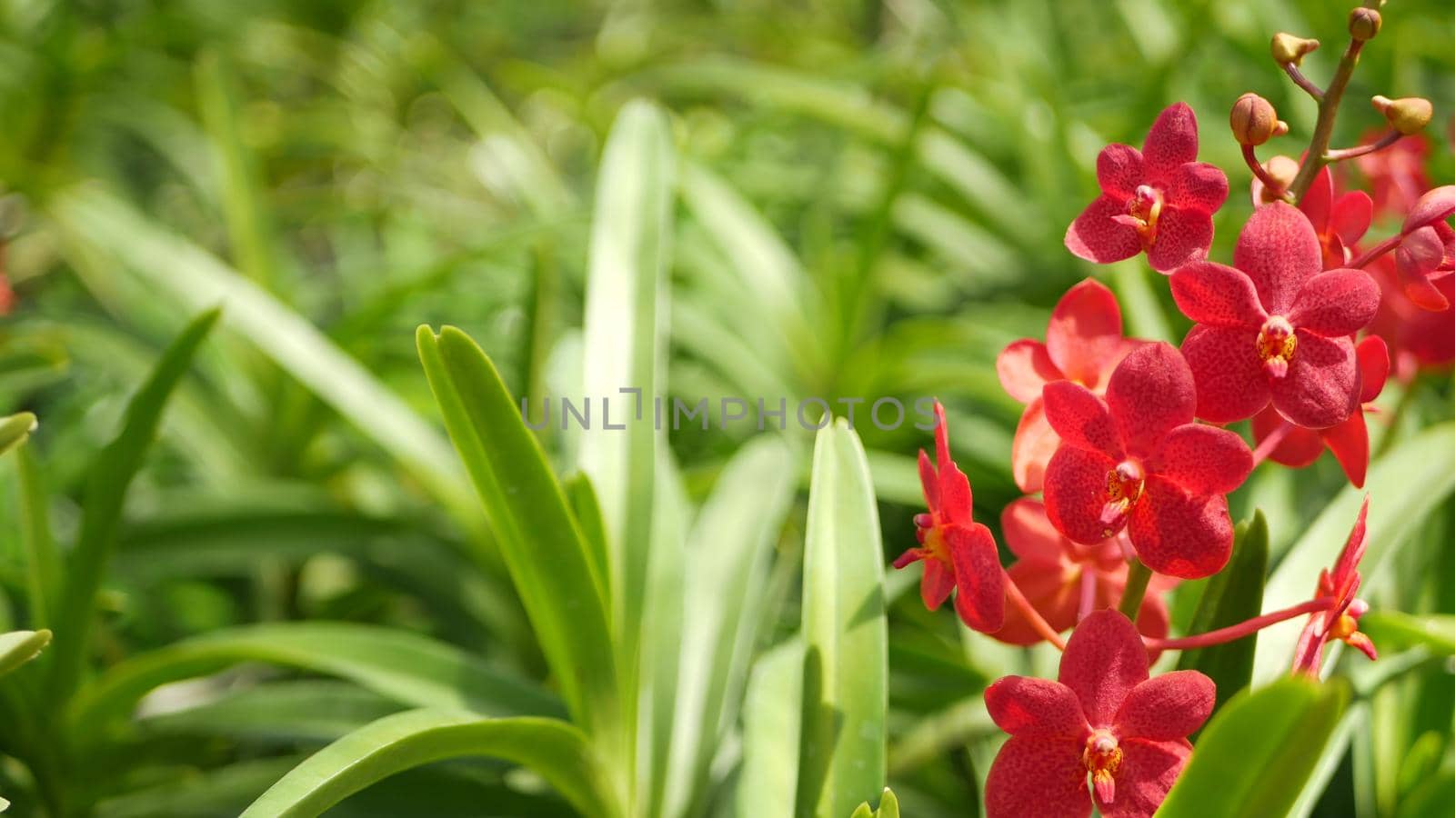 Blurred macro close up, colorful tropical orchid flower in spring garden, tender petals among sunny lush foliage. Abstract natural exotic background with copy space. Floral blossom and leaves pattern.