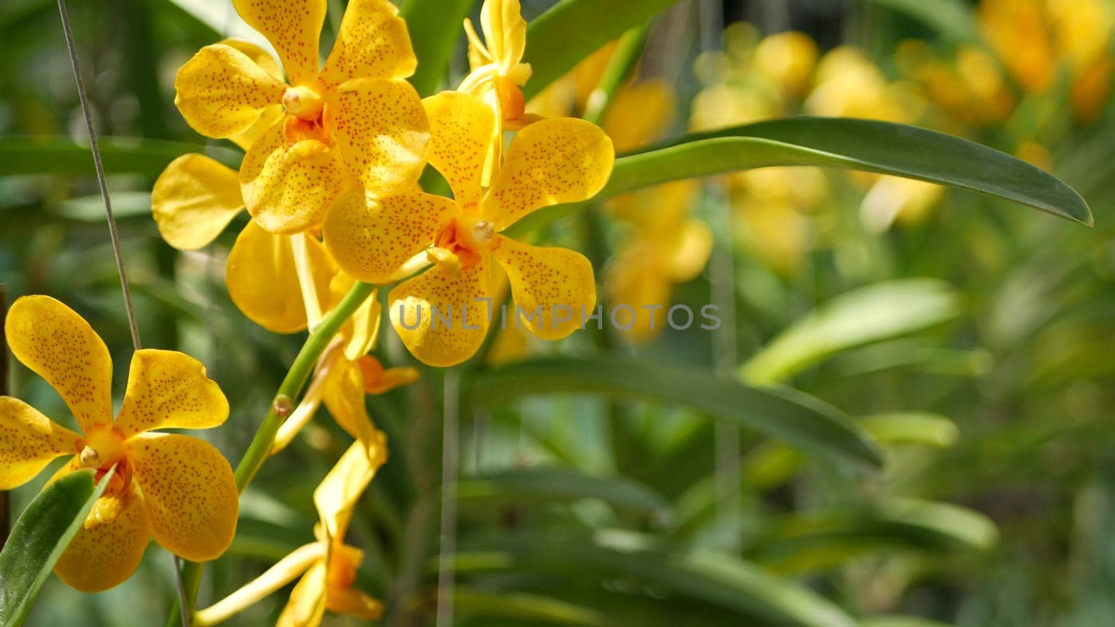 Blurred macro close up, colorful tropical orchid flower in spring garden, tender petals among sunny lush foliage. Abstract natural exotic background with copy space. Floral blossom and leaves pattern.