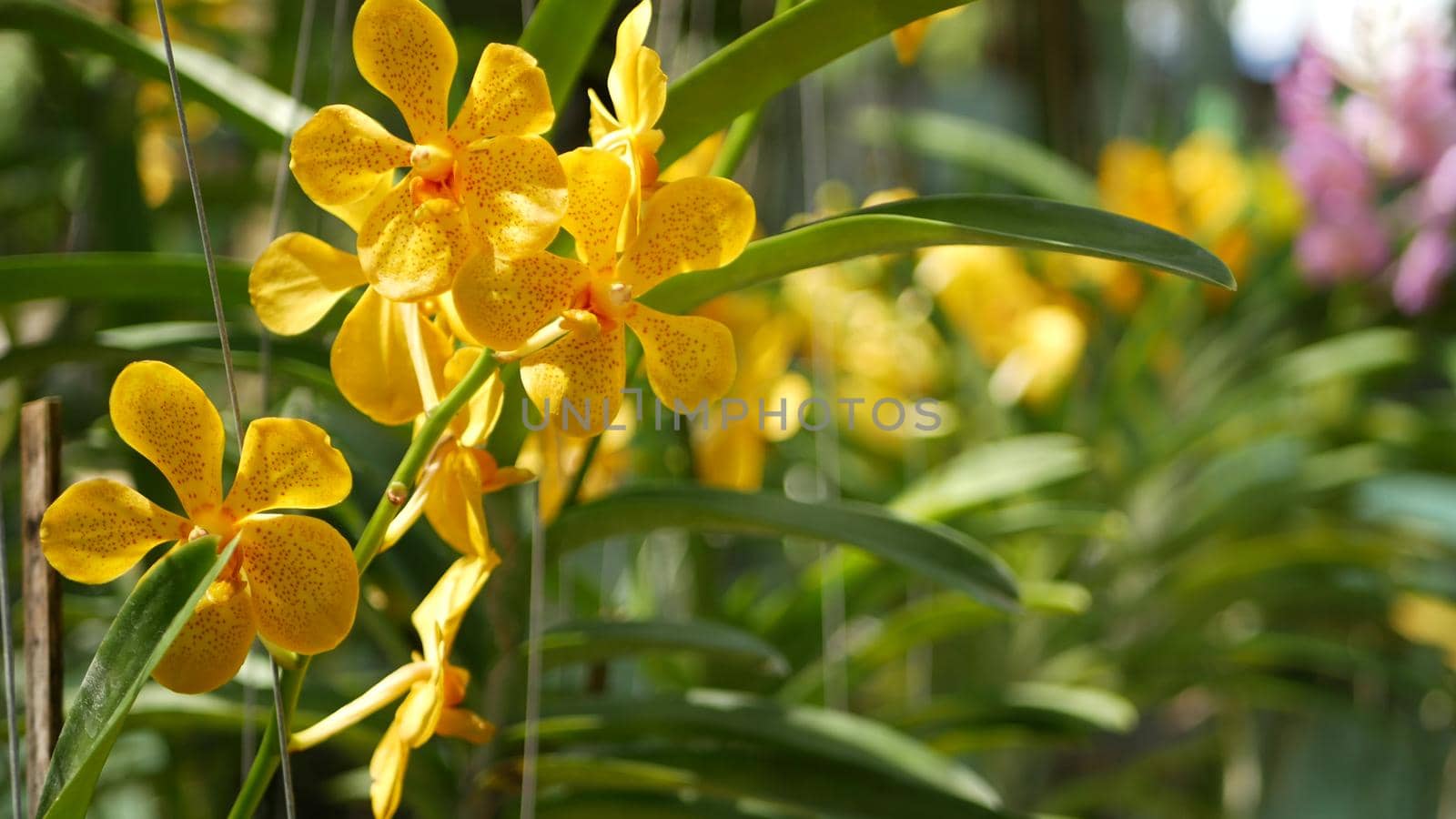 Blurred macro close up, colorful tropical orchid flower in spring garden, tender petals among sunny lush foliage. Abstract natural exotic background with copy space. Floral blossom and leaves pattern.
