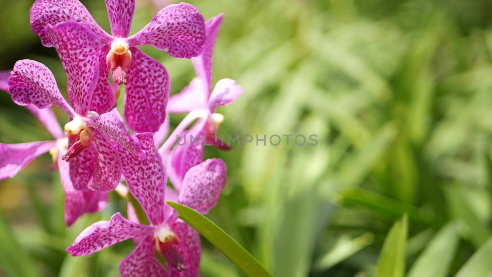 Blurred macro close up, colorful tropical orchid flower in spring garden, tender petals among sunny lush foliage. Abstract natural exotic background with copy space. Floral blossom and leaves pattern.