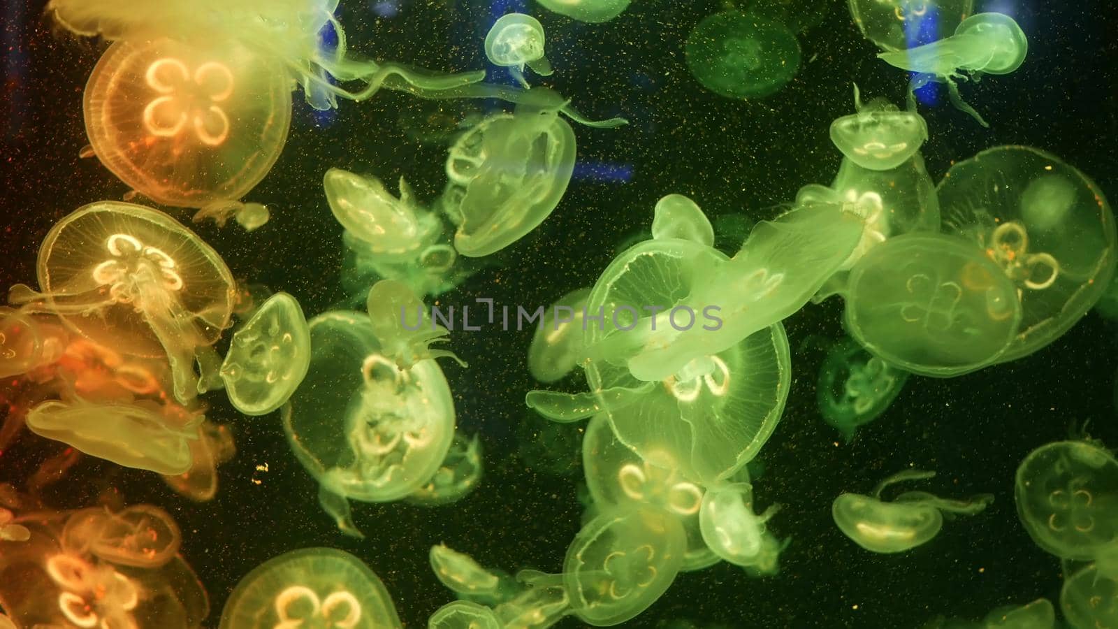 Shiny vibrant fluorescent jellyfish glow underwater, dark neon dynamic pulsating ultraviolet blurred background. Fantasy hypnotic mystic pcychedelic dance. Vivid phosphorescent cosmic medusa dancing by DogoraSun