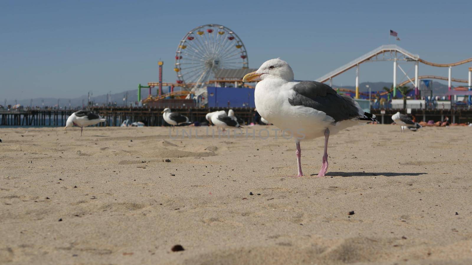 Sea gulls on sunny sandy california beach, classic ferris wheel in amusement park on pier in Santa Monica pacific ocean resort. Summertime iconic view, symbol of Los Angeles, CA USA. Travel concept.