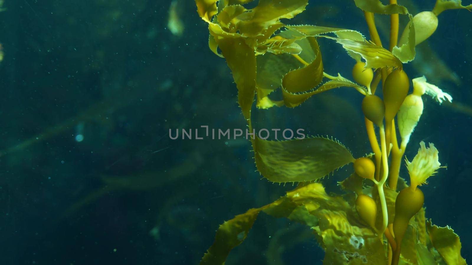 Light rays filter through a Giant Kelp forest. Macrocystis pyrifera. Diving, Aquarium and Marine concept. Underwater close up of swaying Seaweed leaves. Sunlight pierces vibrant exotic Ocean plants.