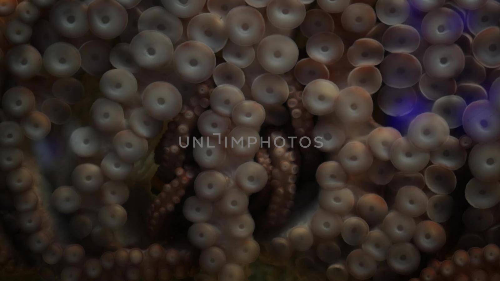 Weird octopus with suckers on arms. Giant squid tentacles macro close up. Large scary hypnotic kraken with eight limbs. Multitask symbol and colossal mollusc monster from legend. Mesmerising sprut.