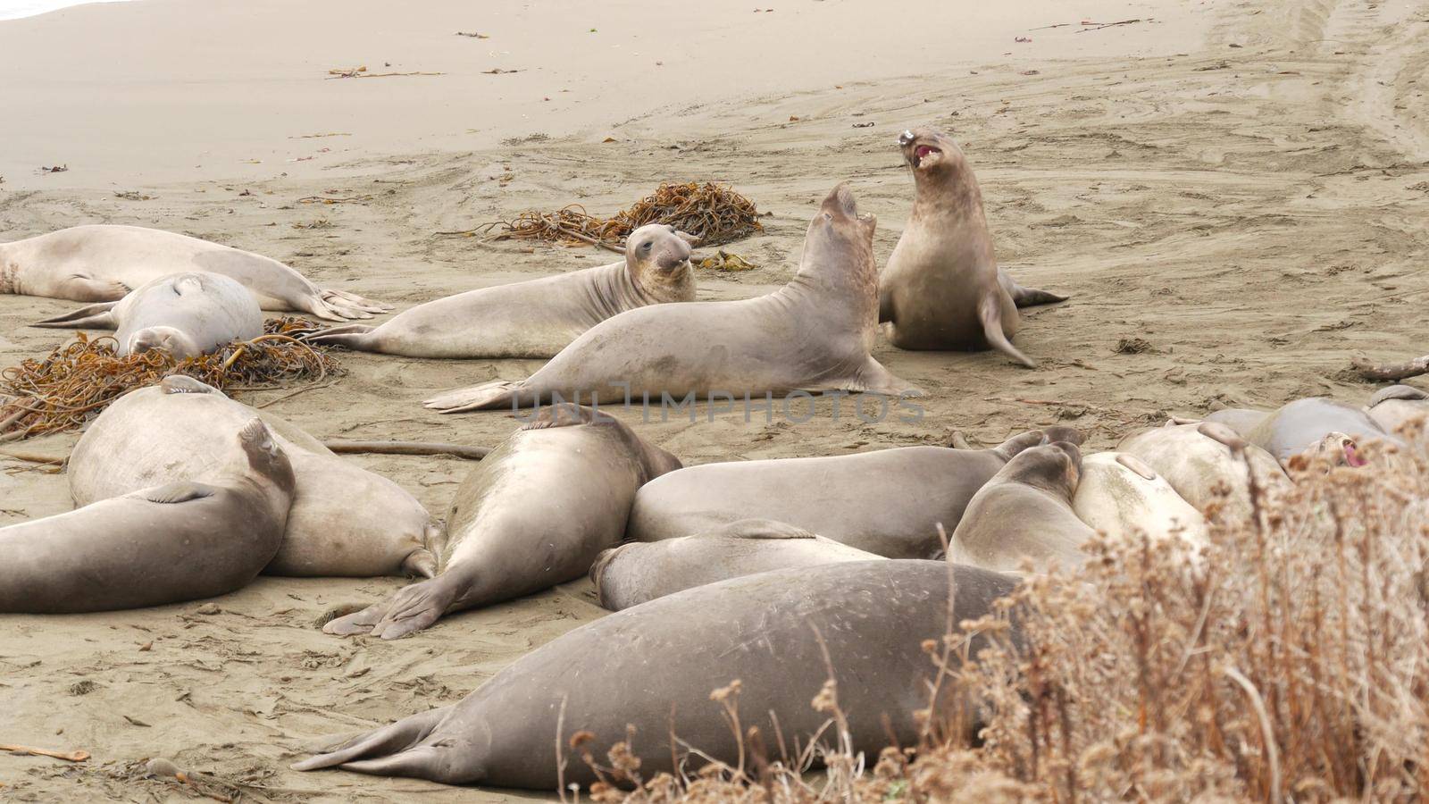 Funny lazy elephant seals on sandy pacific ocean beach in San Simeon, California, USA. Awkward fat mirounga earless sea lions with unusual proboscis roaring. Alpha male playful reproductive behavior.