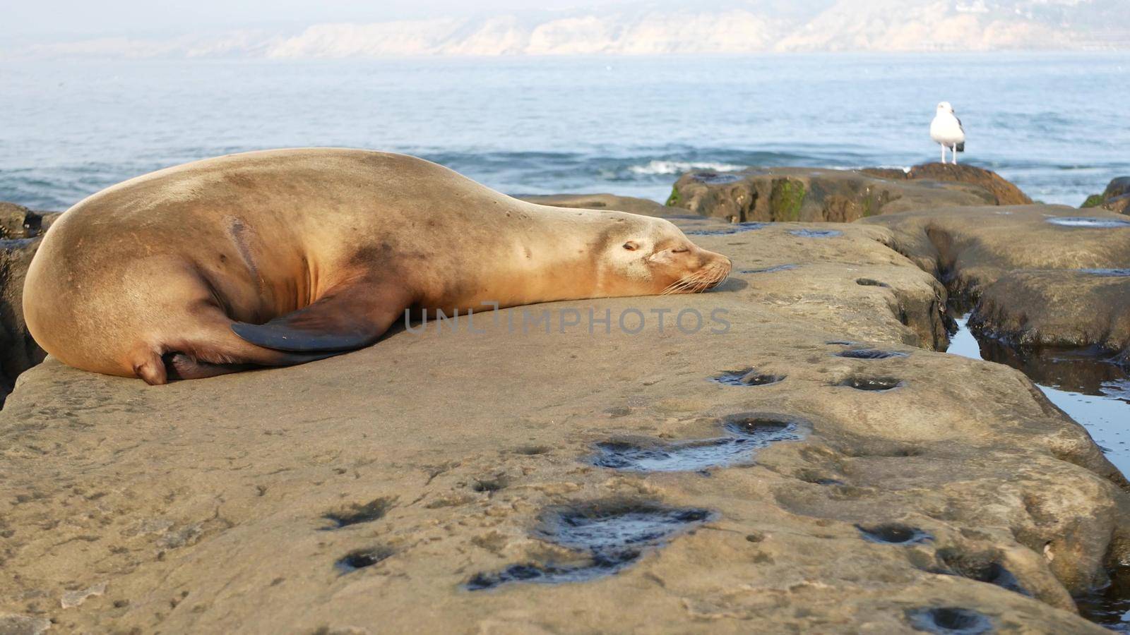 Sea lion on the rock in La Jolla. Wild eared seal resting near pacific ocean on stone. Funny wildlife animal lazing on the beach. Protected marine mammal in natural habitat, San Diego, California USA.