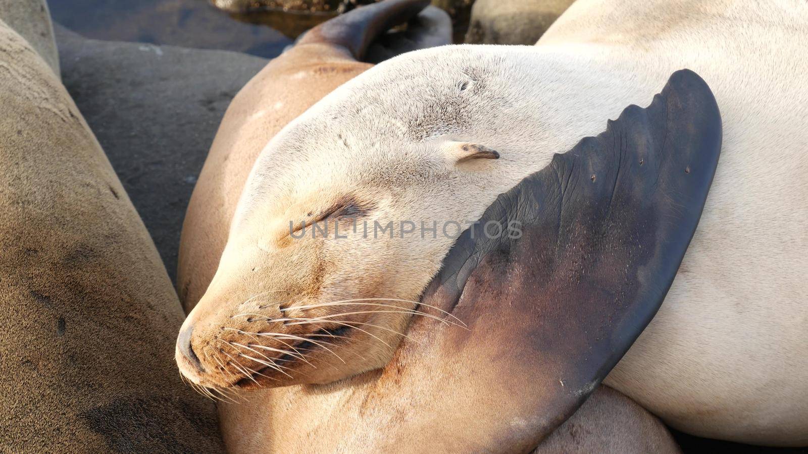 Cute baby cub, sweet sea lion pup and mother. Funny lazy seals, ocean beach wildlife, La Jolla, San Diego, California, USA. Funny awkward sleepy marine animal on pacific coast. Family love and care.