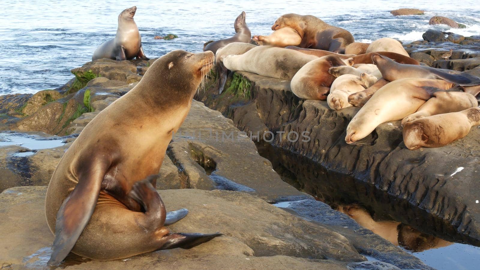 Sea lions on the rock in La Jolla. Wild eared seals resting near pacific ocean on stones. Funny lazy wildlife animal sleeping. Protected marine mammal in natural habitat, San Diego, California, USA by DogoraSun