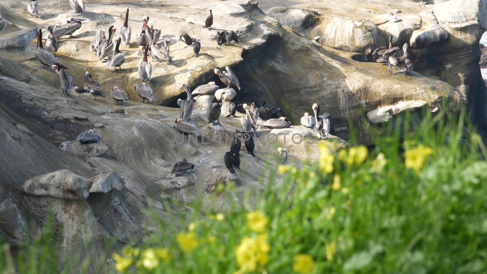 Brown pelicans with throat pouch and double-crested cormorants after fishing, rock in La Jolla Cove. Sea bird with large beak on cliff over pacific ocean in natural habitat, San Diego, California USA.