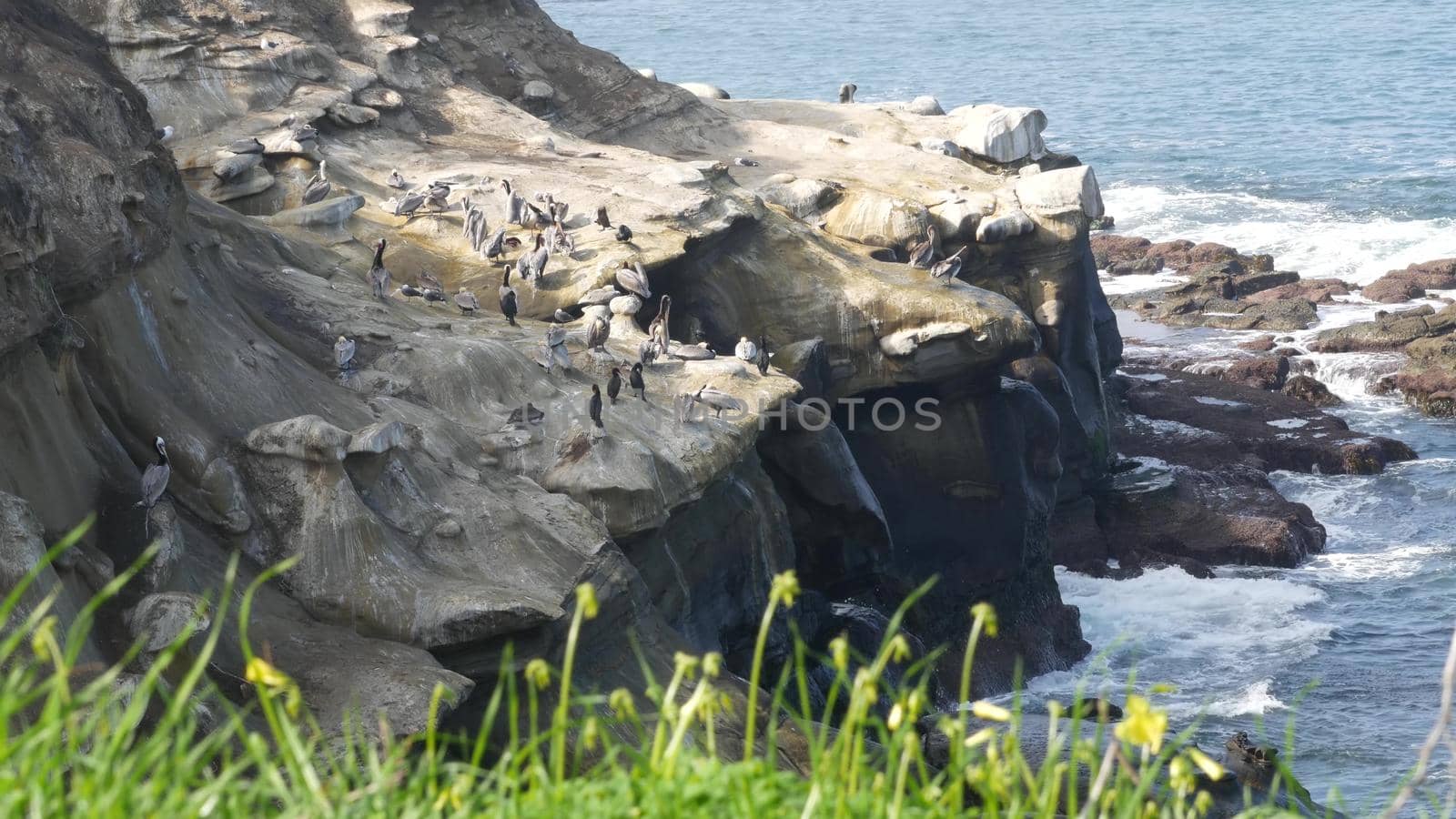 Brown pelicans with throat pouch and double-crested cormorants after fishing, rock in La Jolla Cove. Sea bird with large beak on cliff over pacific ocean in natural habitat, San Diego, California USA.