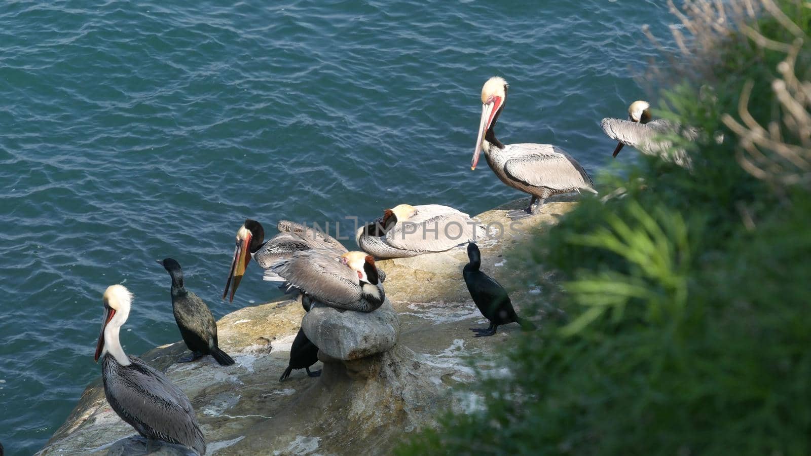 Brown pelicans with throat pouch and double-crested cormorants after fishing, rock in La Jolla Cove. Sea bird with large beak on cliff over pacific ocean in natural habitat, San Diego, California USA.